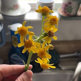 Photo of the plant species Butterweed by @HeadAmethius31 named Butterbubbler on Greg, the plant care app