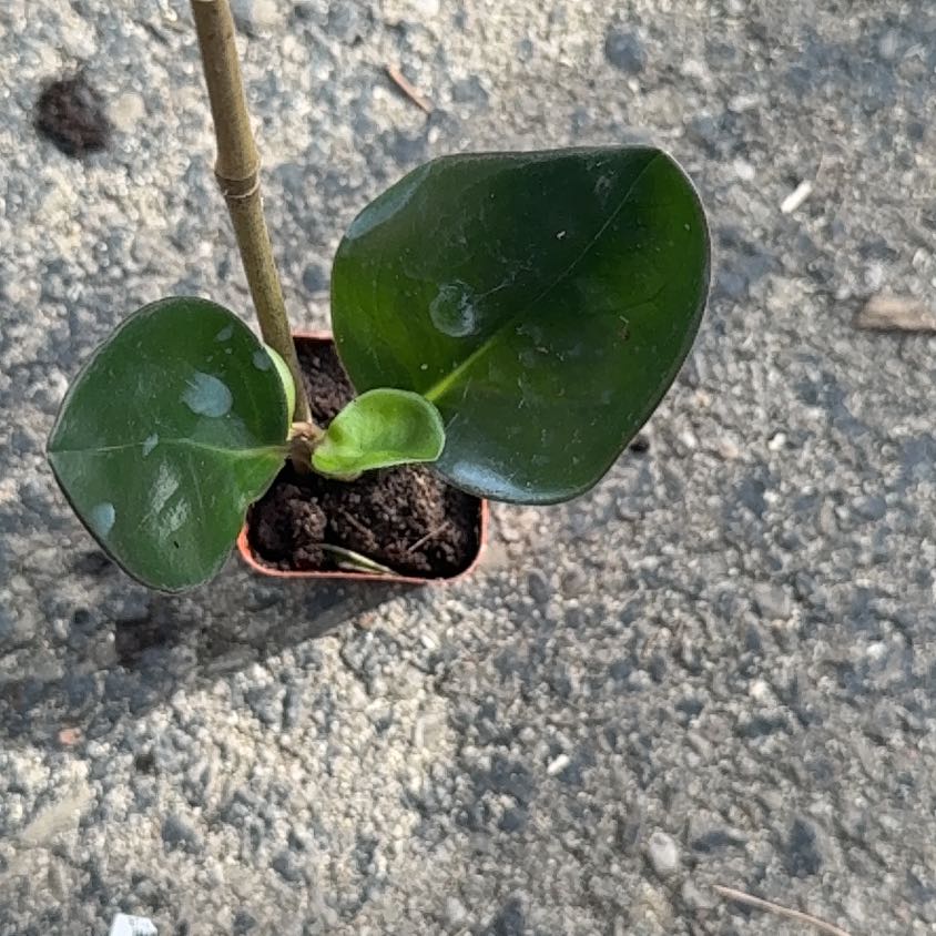 Photo of the plant species Mirror Bush by @SuppleFuchsia98 named Sonora on Greg, the plant care app