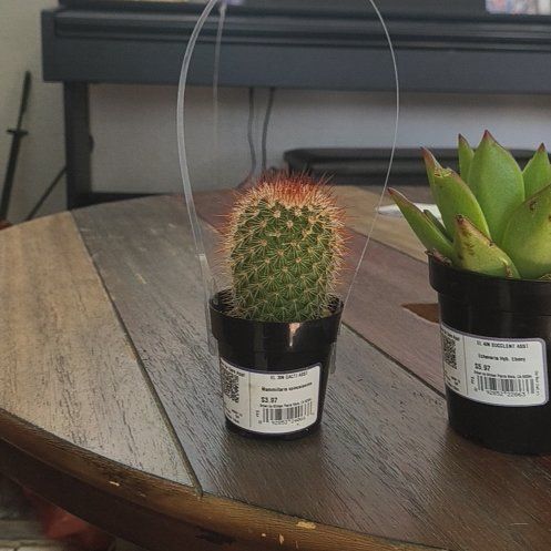 Photo of the plant species Mammillaria spinosissma f. rubrispina by @RealisticBibi named Sahara on Greg, the plant care app