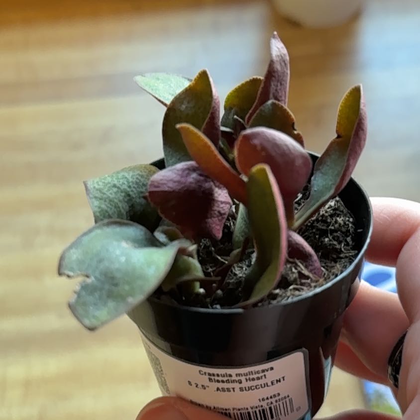 Photo of the plant species Crassula multicava 'Bleeding Heart' by @TryTaro23 named Sage on Greg, the plant care app