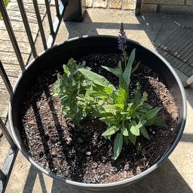 Photo of the plant species Bee Balm by @abbinorml named Fernie Saunders on Greg, the plant care app