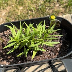 Photo of the plant species Li'l Bang Enchahted Eve by @abbinorml named Bruce Lee on Greg, the plant care app
