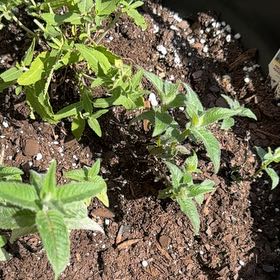 Photo of the plant species Meadow Sage by @abbinorml named Captain Plant-it on Greg, the plant care app