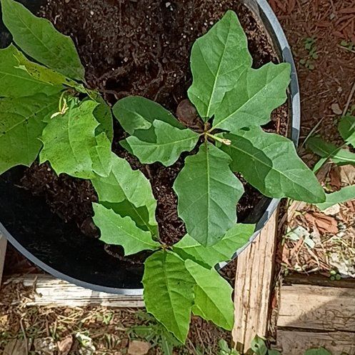 Photo of the plant species Northern Red Oak by @AceBlueash99 named Xena on Greg, the plant care app