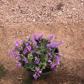 Photo of the plant species Brompton Stock by @TryChives41 named Beyonce on Greg, the plant care app