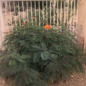 Photo of the plant species Pride Of Barbados by @TryChives41 named Cleopatra on Greg, the plant care app