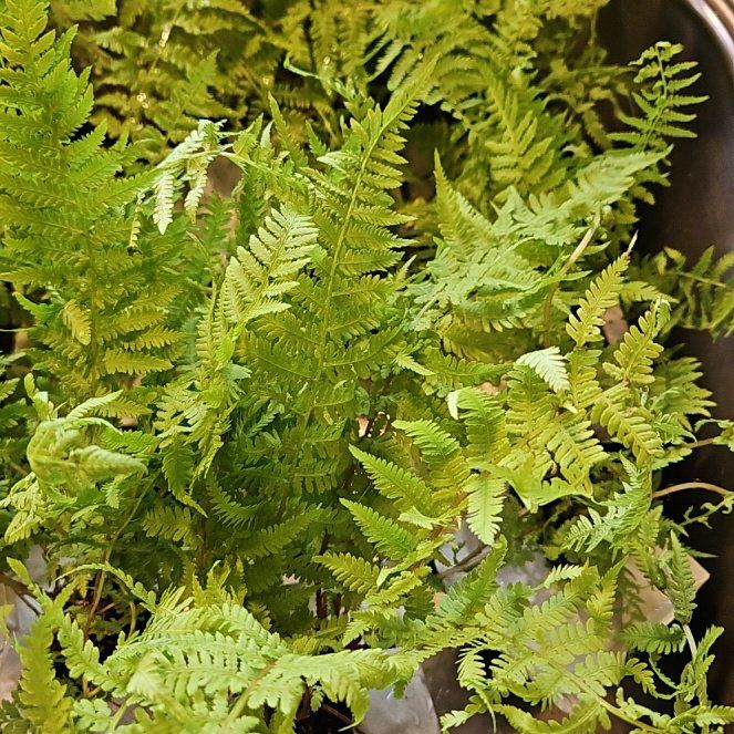 Photo of the plant species Common Ladyfern by @CalmJellycup16 named Michelle Branch on Greg, the plant care app