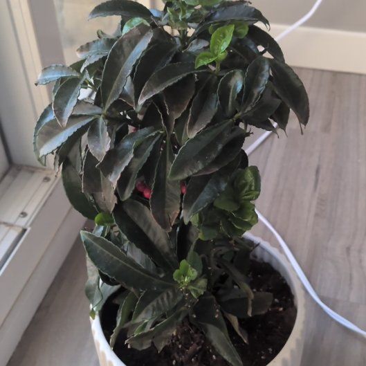 Photo of the plant species Christmas Berry by @ClassyChives98 named Coral berry on Greg, the plant care app