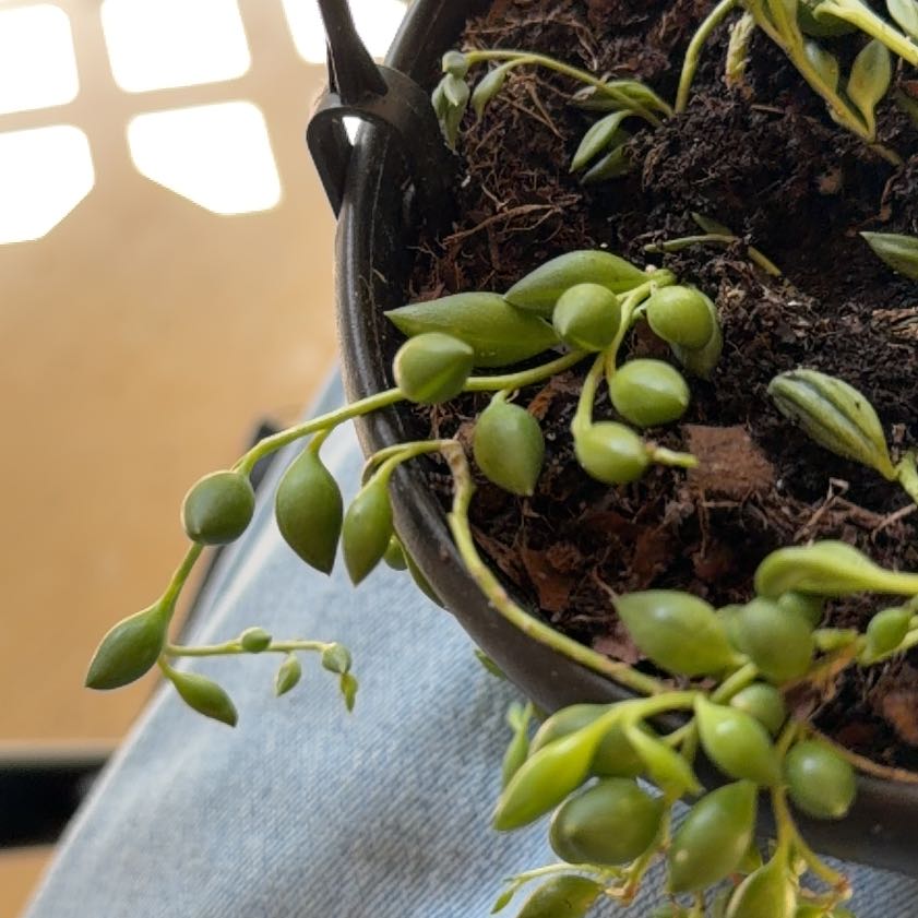 Photo of the plant species String of Raindrops by @FitBibi89 named Stan on Greg, the plant care app