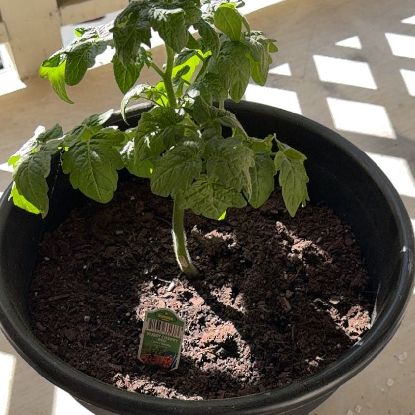 Photo of the plant species Husky Cherry Red Tomato by @FitBibi89 named Loretta DeVine on Greg, the plant care app