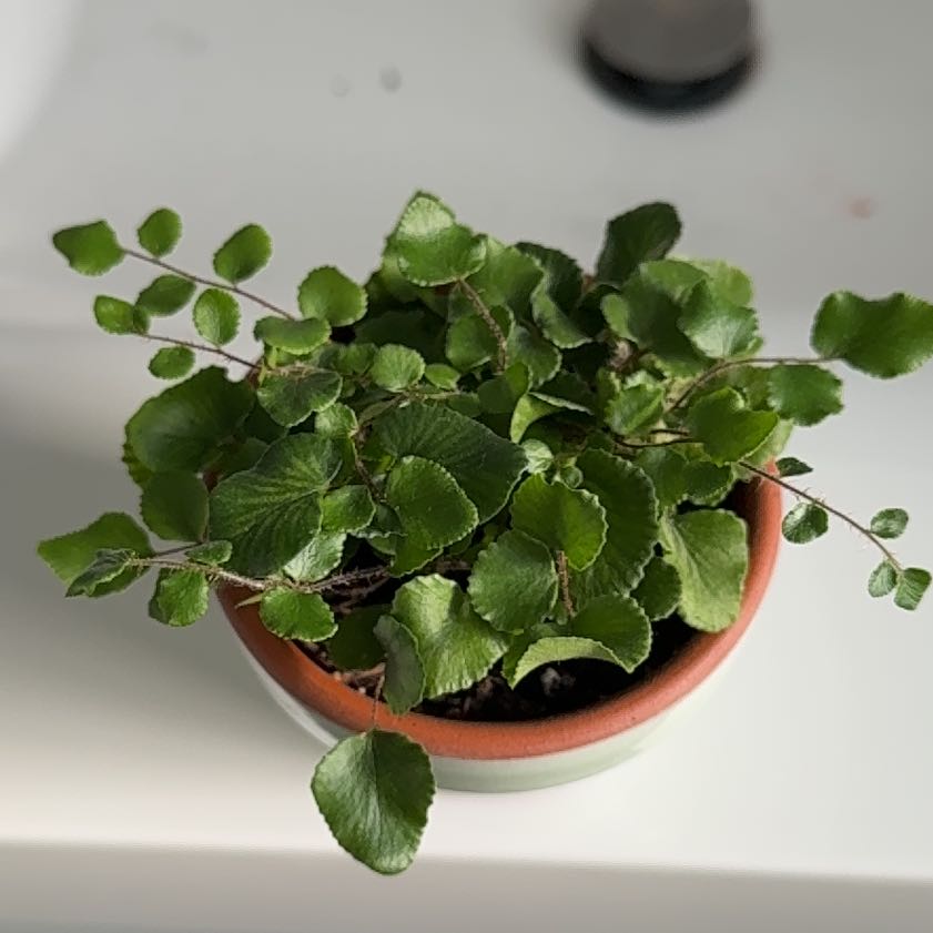 Photo of the plant species California Maidenhair Fern by @WinCalathea57 named Xena on Greg, the plant care app