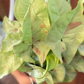 Photo of the plant species Syngonium 'Milk Confetti' by @WinCalathea57 named Drake on Greg, the plant care app