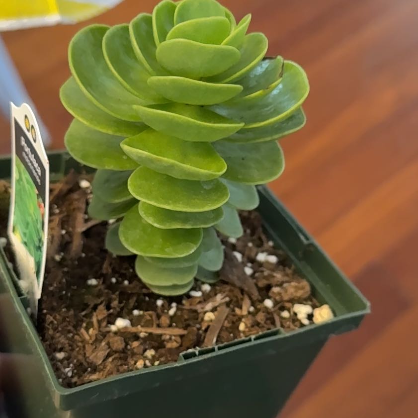 Photo of the plant species 'Ihi by @WinCalathea57 named Gobi on Greg, the plant care app