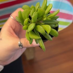 Photo of the plant species Prayer Pepper by @WinCalathea57 named Aria on Greg, the plant care app