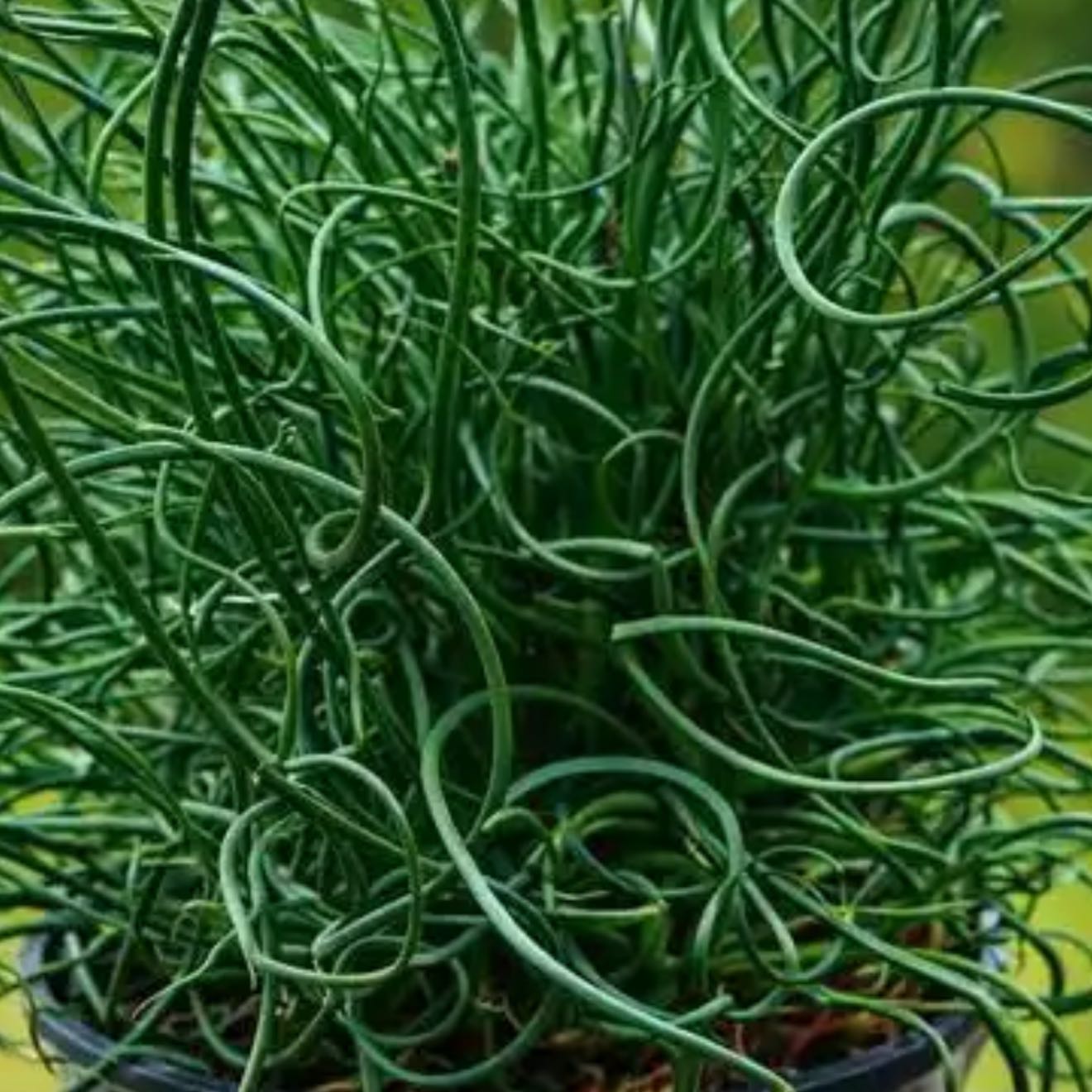 Photo of the plant species Corkscrew Rush by @WinCalathea57 named Lavender on Greg, the plant care app