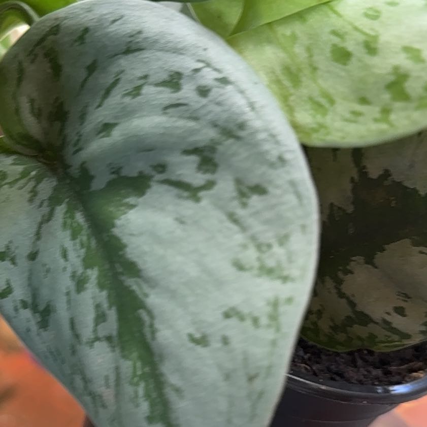 Photo of the plant species Scindapsus Exotica by @WinCalathea57 named Queen on Greg, the plant care app