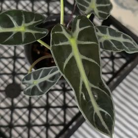 Photo of the plant species Alocasoia Amazonica 'Polly' by @WinCalathea57 named Terra on Greg, the plant care app