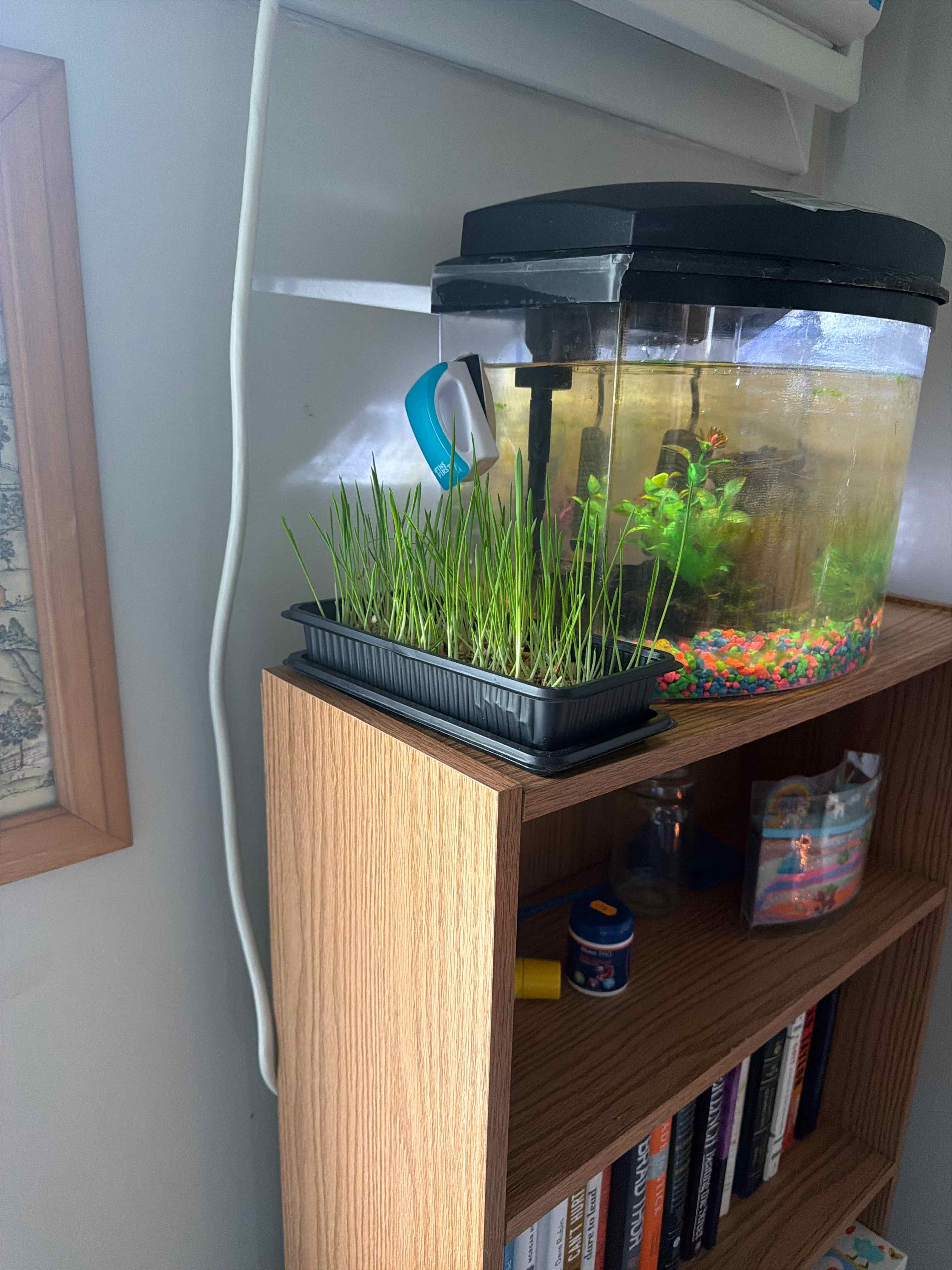 Photo of the plant species cat grass by @IconFuchsia61 named Clooney on Greg, the plant care app