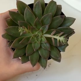 Photo of the plant species Solar Flare by @DynamicCat named Kardashian on Greg, the plant care app