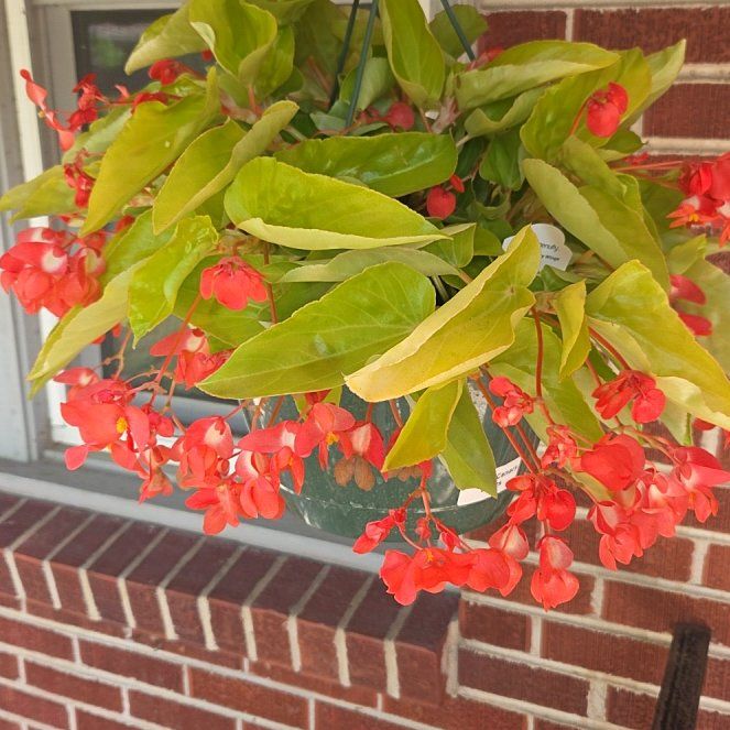 Photo of the plant species Canary Wing Begonia by @LeadRaspfern13 named Harmony on Greg, the plant care app