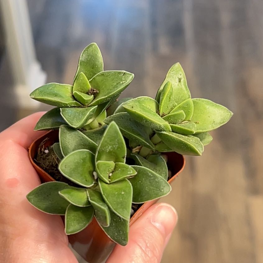 Photo of the plant species Crassula 'Springtime' by @WhitMarie728 named Gates on Greg, the plant care app
