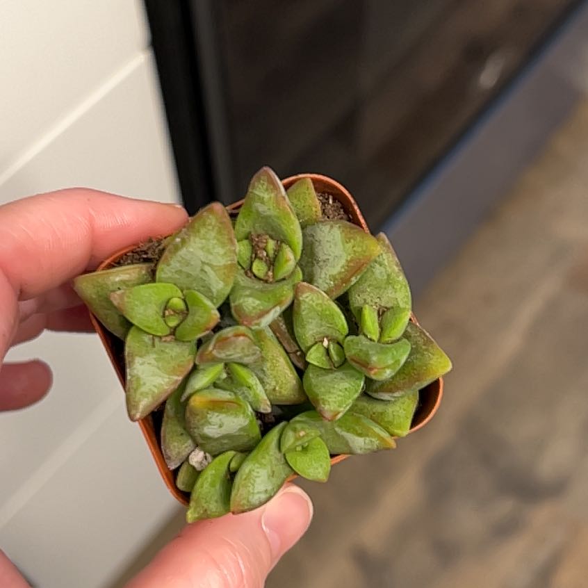 Photo of the plant species Crassula rupestris 'High Voltage' by @RealWoreya29 named Gregarious on Greg, the plant care app