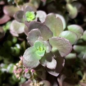 Photo of the plant species Woodland Stonecrop by @WhitMarie728 named Harmony on Greg, the plant care app
