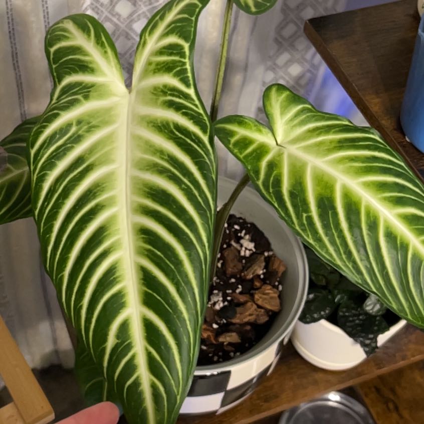 Photo of the plant species Xanthosoma Angel wings by @WhitMarie728 named Dax on Greg, the plant care app