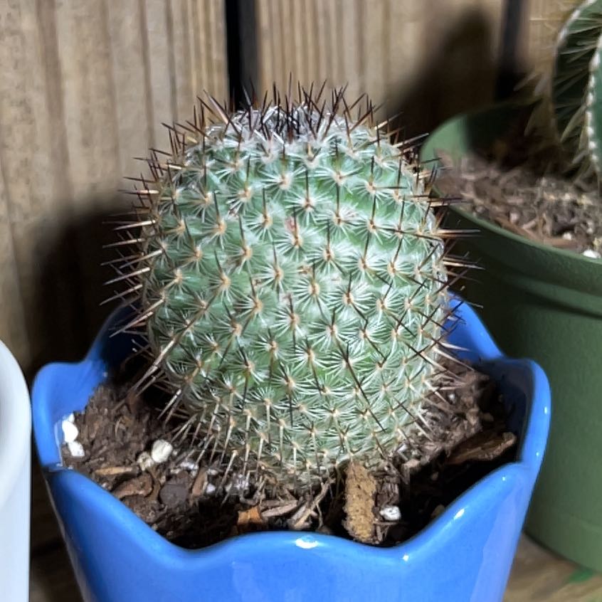 Photo of the plant species Mammillaria albilanata by @WhitMarie728 named McKinley on Greg, the plant care app