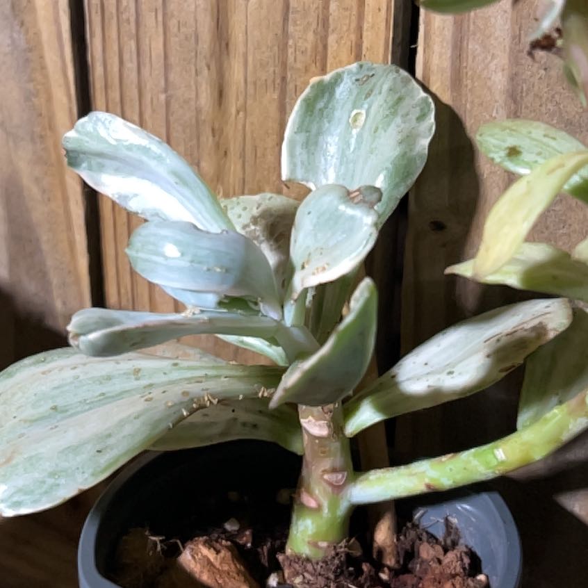 Photo of the plant species Decora by @WhitMarie728 named Curie on Greg, the plant care app