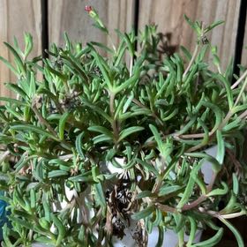 Photo of the plant species Coppery Mesemb by @WhitMarie728 named Lola on Greg, the plant care app
