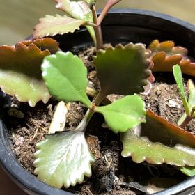 Photo of the plant species Tugela Cliff-Kalanchoe by @WhitMarie728 named Rainier on Greg, the plant care app