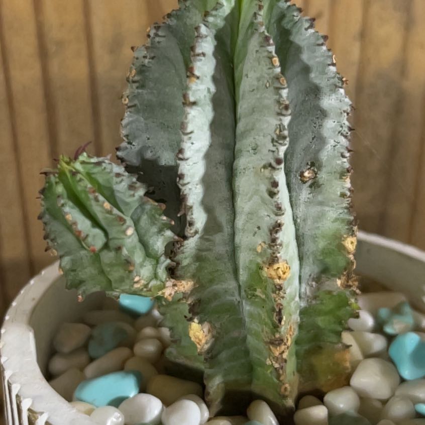 Photo of the plant species Baseball Plant by @WhitMarie728 named Zeus on Greg, the plant care app