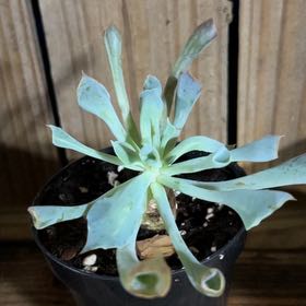 Photo of the plant species Trumpet by @WhitMarie728 named Fernie Saunders on Greg, the plant care app