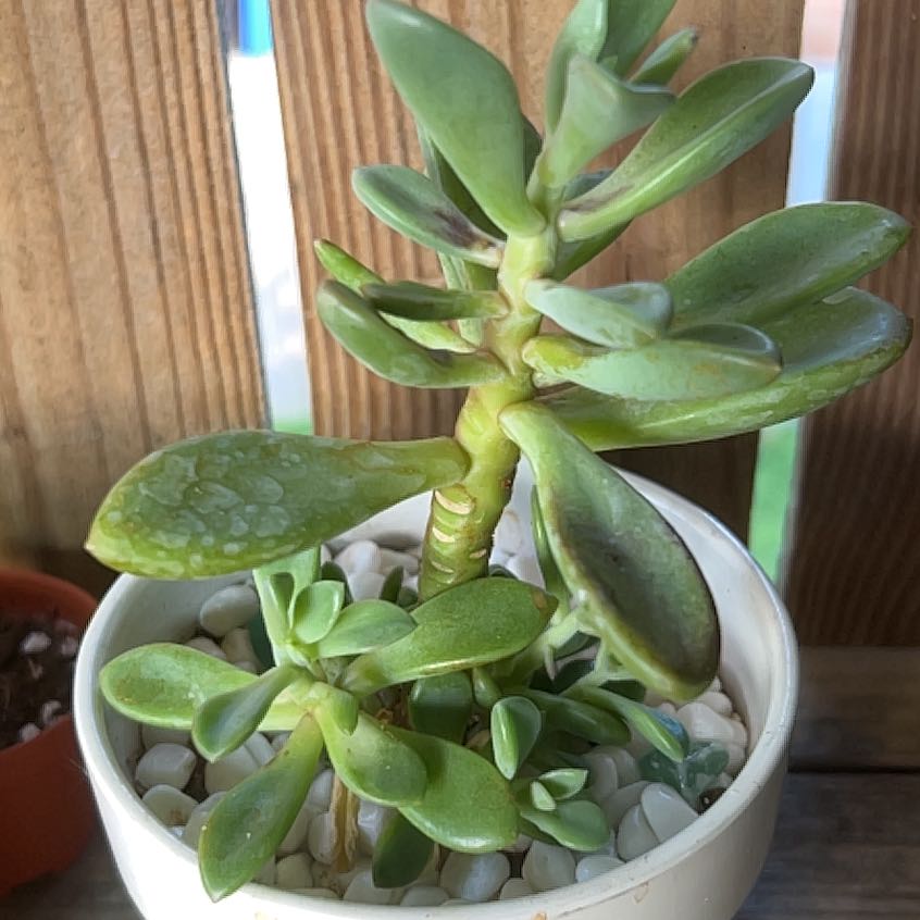 Photo of the plant species Pachyphytum 'Moon Silver' by @WhitMarie728 named Marley on Greg, the plant care app