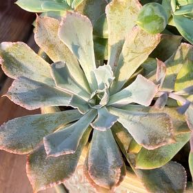 Photo of the plant species Echeveria by @WhitMarie728 named Bodhi on Greg, the plant care app