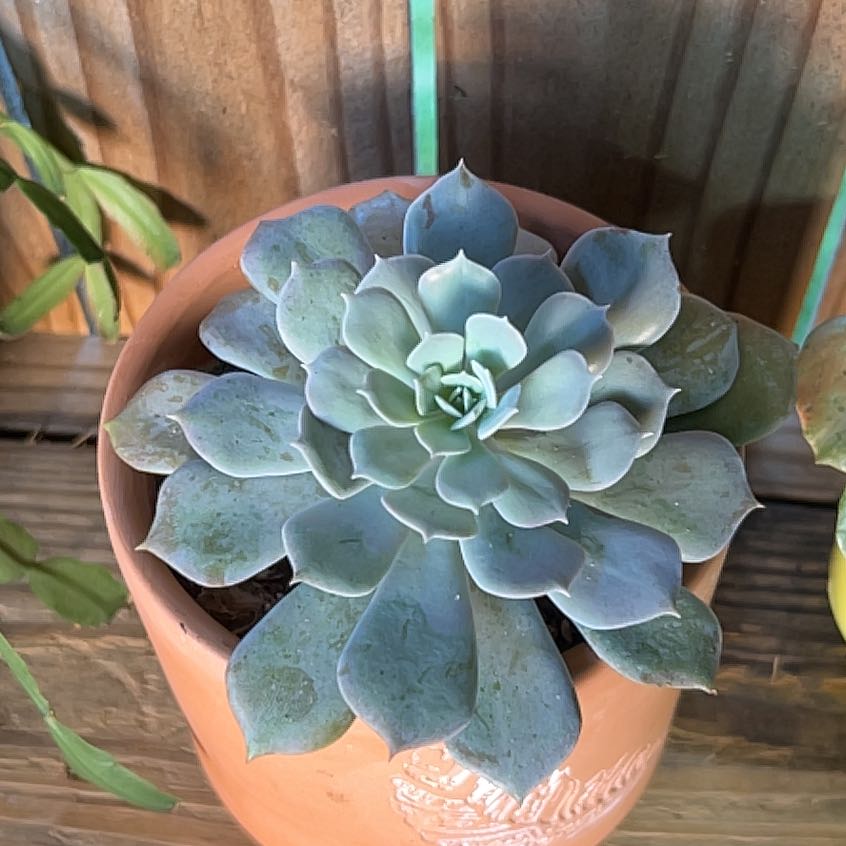 Photo of the plant species Echeveria 'Pollux' by @WhitMarie728 named Madonna on Greg, the plant care app