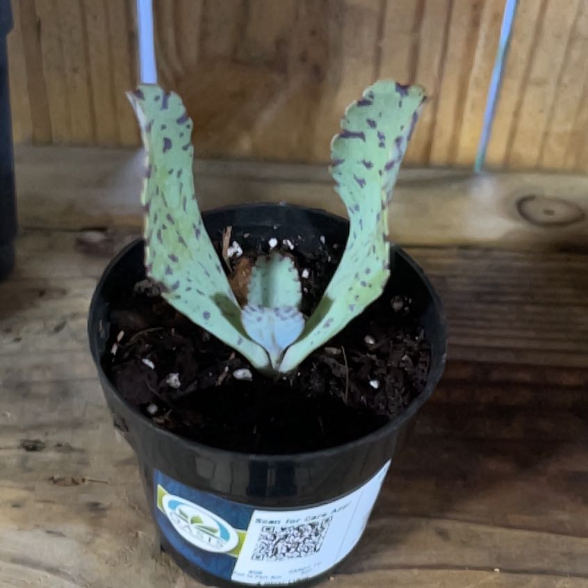 Photo of the plant species Penwiper Plant by @WhitMarie728 named Muhammad Ali on Greg, the plant care app