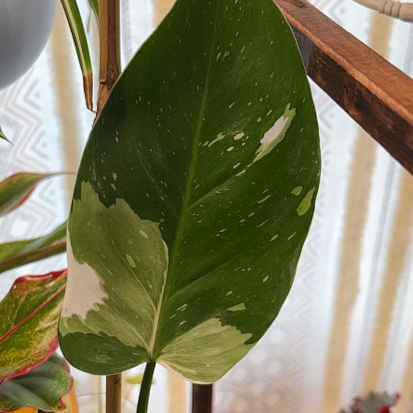 Photo of the plant species philodendron white princess by @WhitMarie728 named Xena on Greg, the plant care app