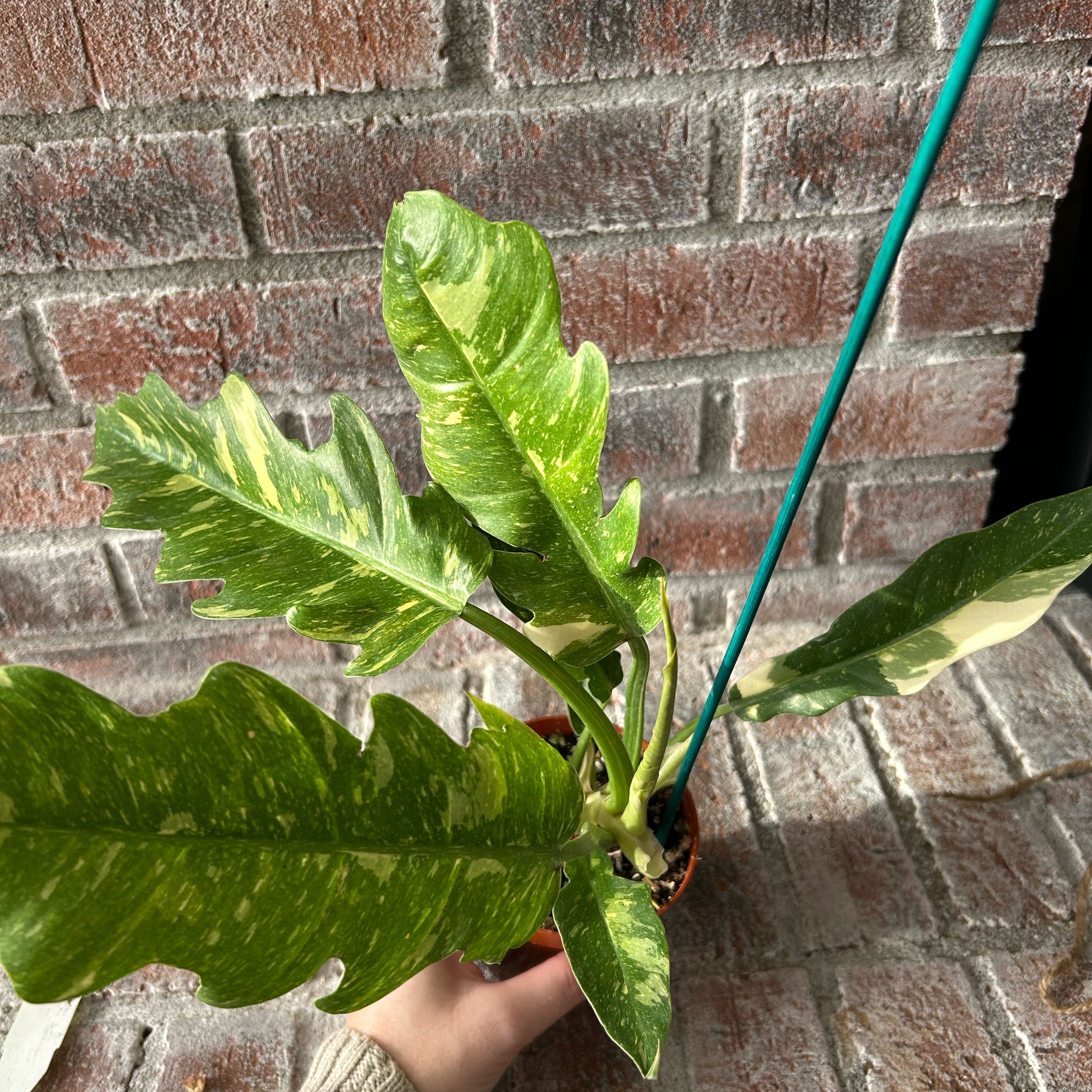 Photo of the plant species Philodendron Ring Of Fire by @WhitMarie728 named Ronaldo on Greg, the plant care app