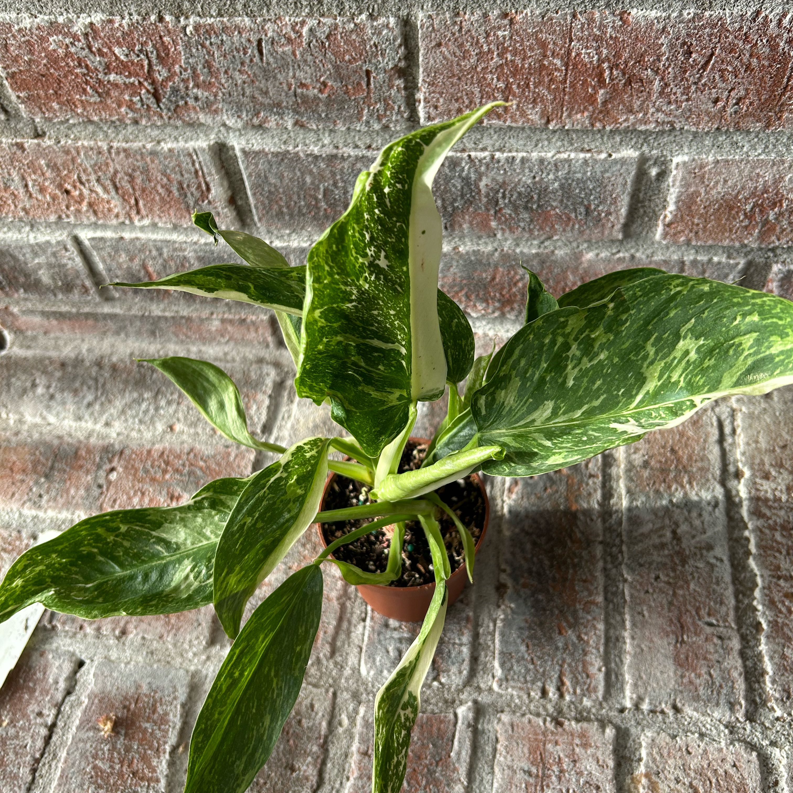 Photo of the plant species Philodendron 'Jose Buono' by @WhitMarie728 named Jose on Greg, the plant care app