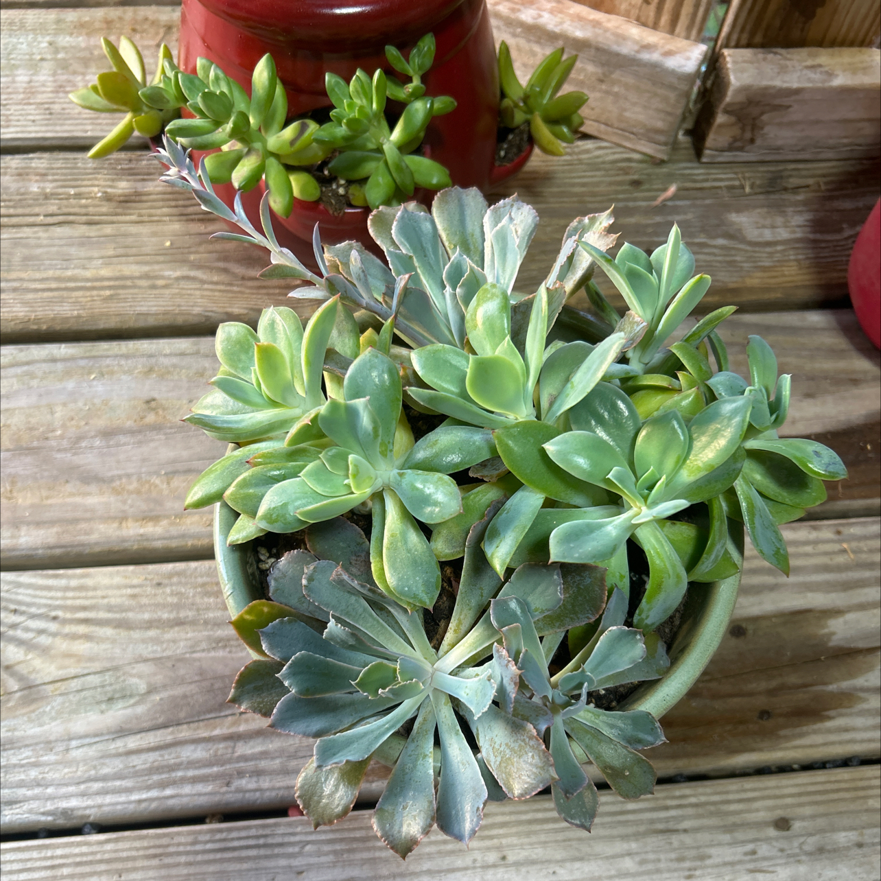 Photo of the plant species Pride by @WhitMarie728 named Naomi on Greg, the plant care app