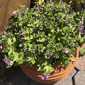 Photo of the plant species Myrtle-Leaf Milkwort by @HeroinePepino9 named Messi on Greg, the plant care app