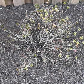 Photo of the plant species Chrysojasminum fruticans by @RomanticLime named Mollie on Greg, the plant care app