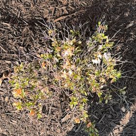 Photo of the plant species Common Sunshine Conebush by @RomanticLime named McKinley on Greg, the plant care app