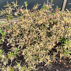 Photo of the plant species Catawba Rhododendron by @RomanticLime named Duke on Greg, the plant care app
