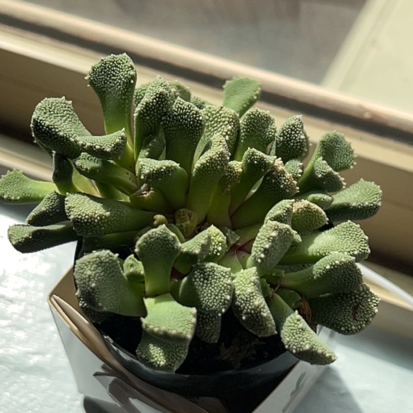 Photo of the plant species Aloinopsis luckhoffii by @UltimateTutu18 named Orwell on Greg, the plant care app