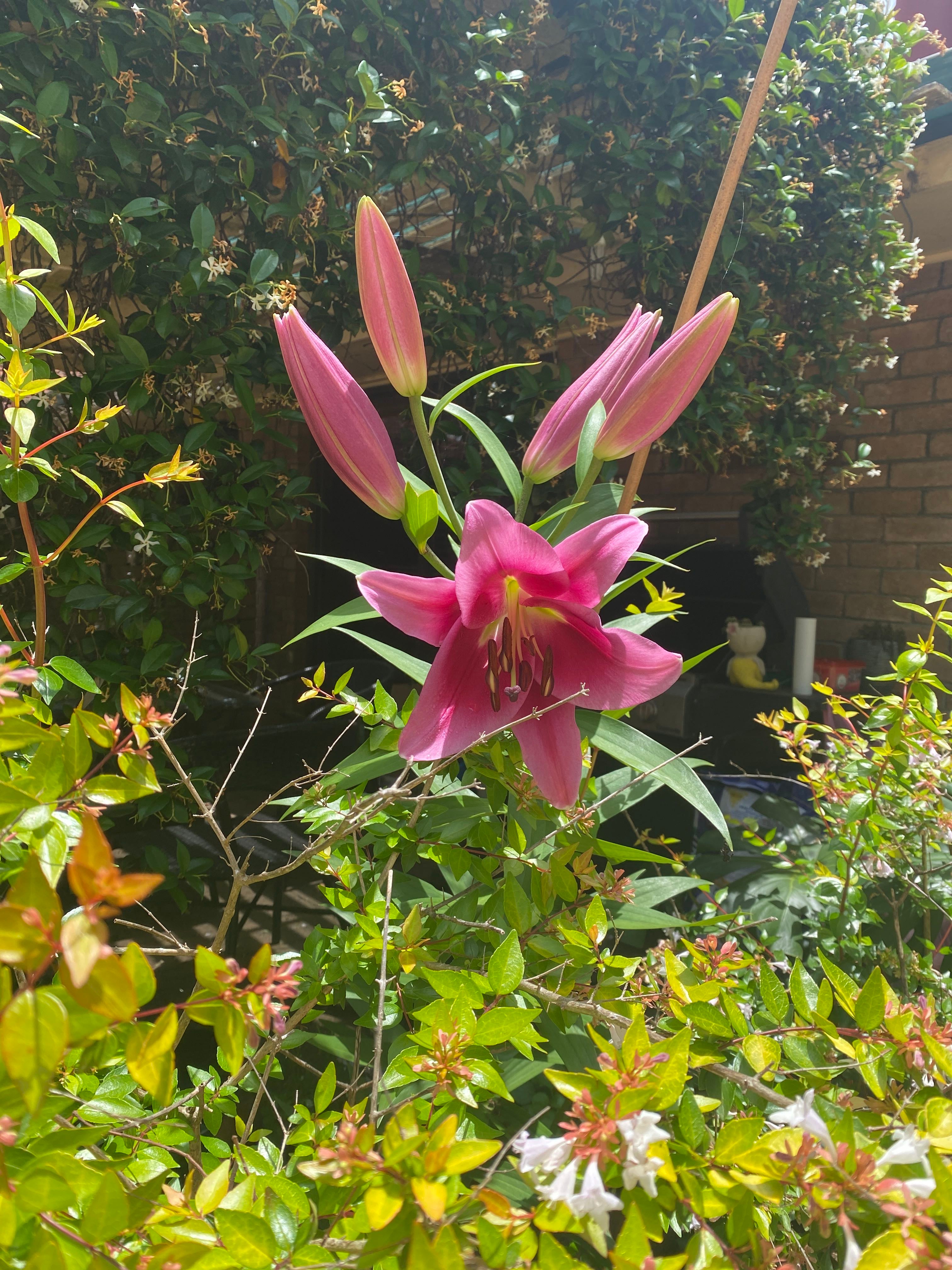 🐅 Why Are There Black Spots on My Tiger Lily Leaves?