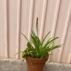 Matchstick bromeliad plant
