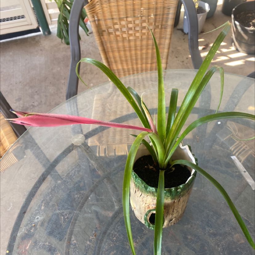 Queen's Tears plant in a pot on a glass table with a pink bract and green leaves.